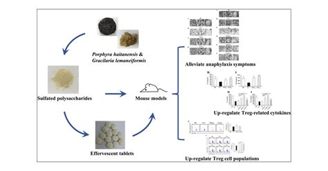 Red Algae Sulfated Polysaccharides Effervescent Tablets Attenuated Ovalbumin-Induced Anaphylaxis ...