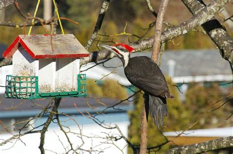 Common Feeder Birds - FeederWatch | Birds, Feeder, Bird feeders