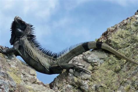 Newly discovered black iguana species in Caribbean is endangered - UPI.com