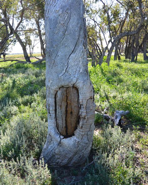 Scar Trees | coolamon