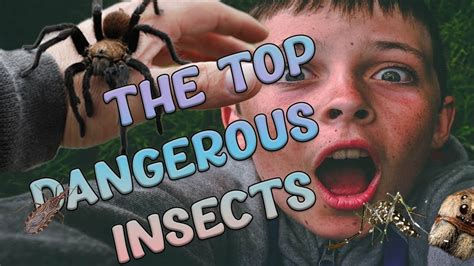 The Top Dangerous Insects - YouTube