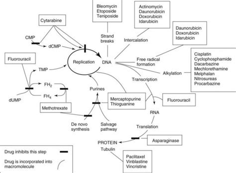 Procarbazine Mechanism Of Action