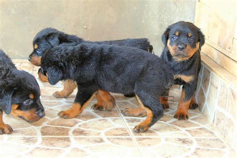 Female Rottweiler Puppies Available - Pets - Nigeria