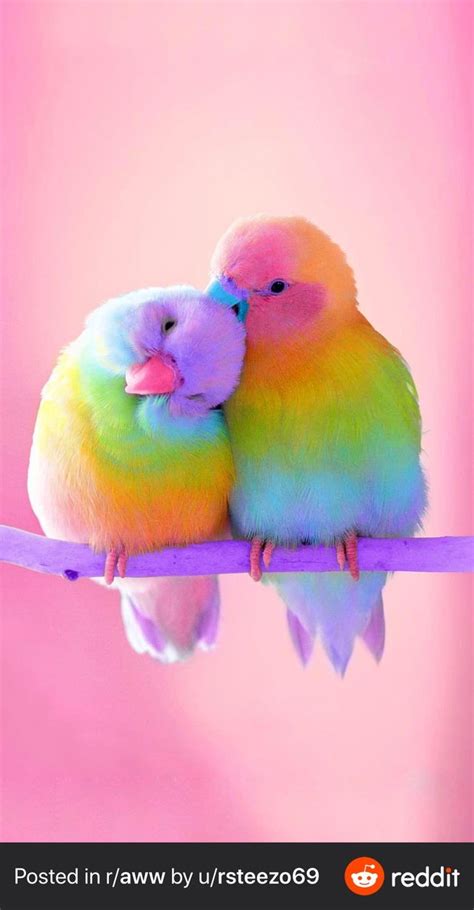 Rainbow love birds! : r/RainbowEverything