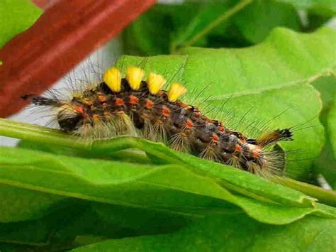 Pin on Chenilles, caterpillars