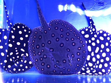 Guide to Freshwater Stingray – Mississauga Aquarium