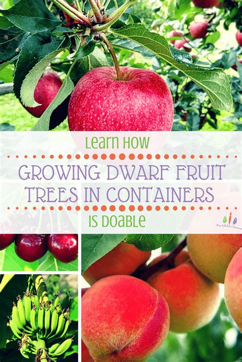 Learn How Growing Dwarf Fruit Trees In Containers Is Doable