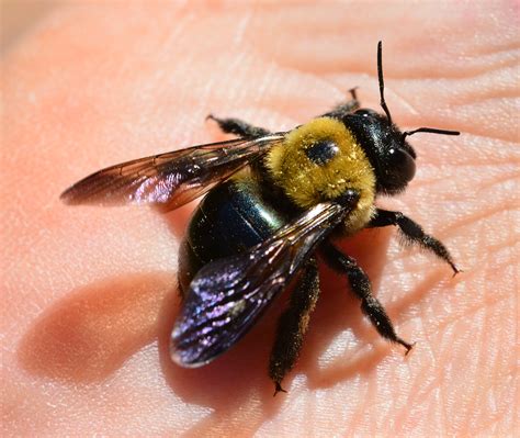 All Buzz. No Sting. Carpenter Bees Do Just What Their Name Suggests | New York State IPM Program