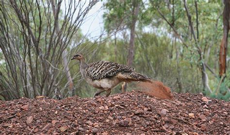 Conservation: Malleefowl | NSW National Parks