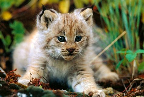 Fonds d'ecran Fauve Petits Animaux télécharger photo