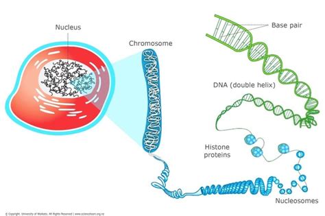 DNA Full Form: Guide for Beginners to Understand What it Is