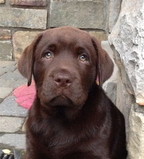 Murphy - English Chocolate Lab | Labrador puppy, Labrador dog, Lab dogs