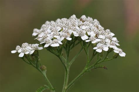 Our Favorite Alaska Wildflowers