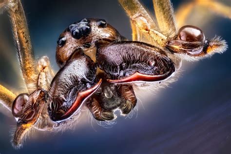 Interview with Master Insect Photographer John Hallmén