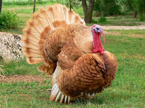Animals | Turkey breeds, Chickens backyard, Poultry farm