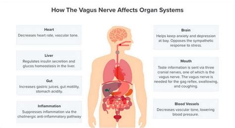 How to Stimulate the Vagus Nerve for Mind-Body Health | Be Brain Fit