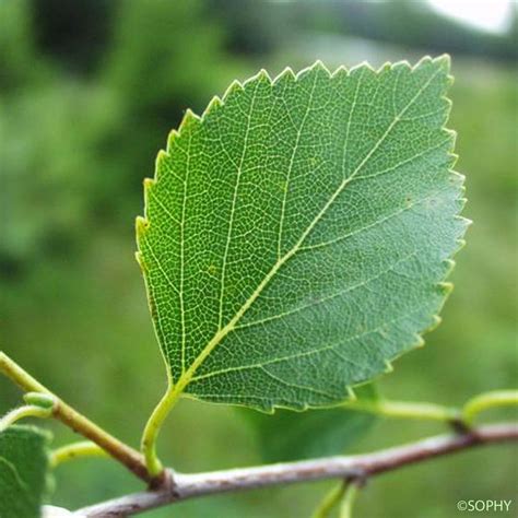 Le Bouleau blanc - Betula pubescens - quelle-est-cette-fleur.com