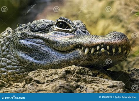 Crocodile Teeth And Detail Of The Eye, Semi Hidden Royalty Free Stock Photo - Image: 19856225