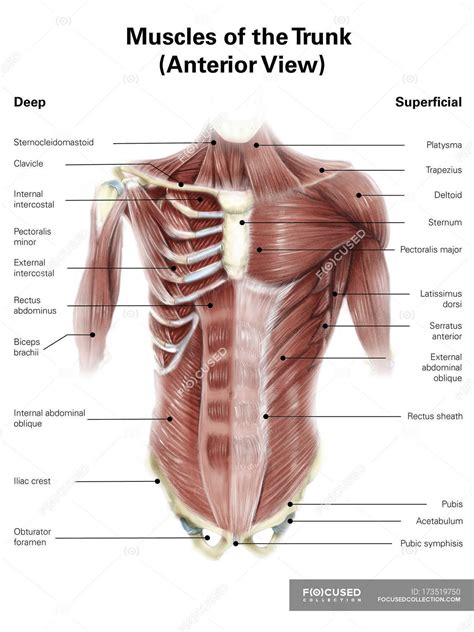 Muscles of human torso — clavicle, obturator foramen - Stock Photo ...