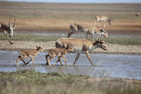 10 – Saiga Conservation Alliance