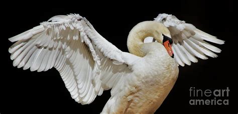 Swan Wings Photograph by Paulette Thomas - Pixels