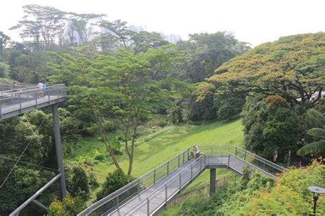 Rainforest Southern Singapore - Explore Singapore