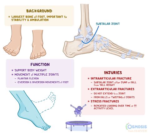 Calcaneus: What It Is, Location, Injuries, and More | Osmosis