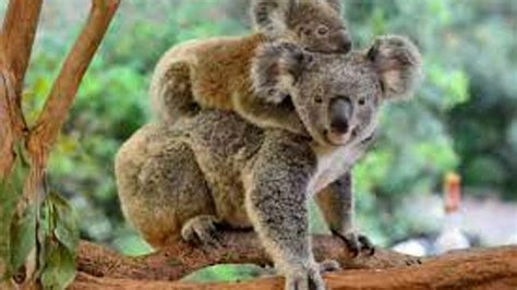 International Wild Koala Day 2023: Date, History, Activities and Facts