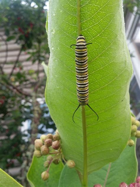 Wild herbs and trees - useful and hardy! - General Gardening - Growing ...