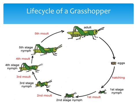 maycintadamayantixibb: Stages In Grasshopper Life Cycle