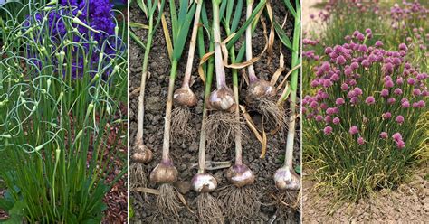 Garlic Growing Stages in Details | Balcony Garden Web