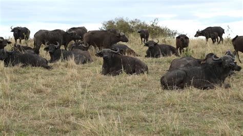 Cape Buffalo in Kenya Masai Mara - YouTube