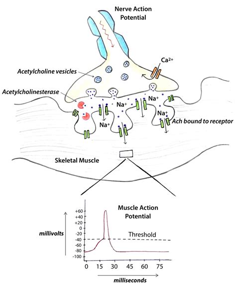 Sarin Gas Effects