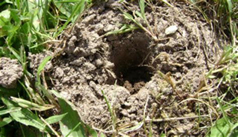 Vole Inspection Guide | Vole Damage, Tunnels, & Signs of Voles