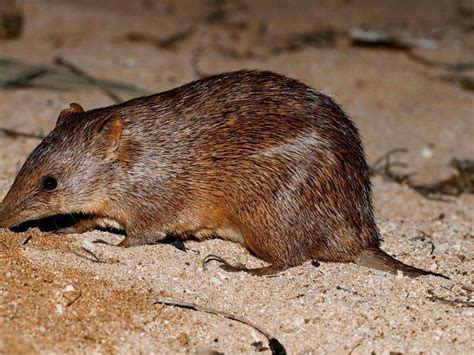 Golden bandicoot species back in NSW | The Examiner | Launceston, TAS