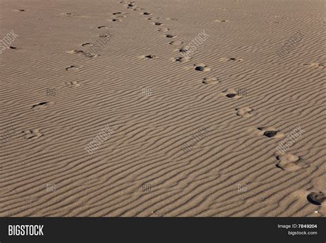 Horse Tracks On Sand Image & Photo (Free Trial) | Bigstock