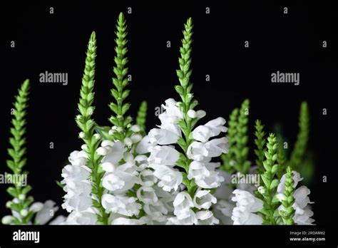 Physostegia virginiana. White flowers of bedient plant or obedience or ...