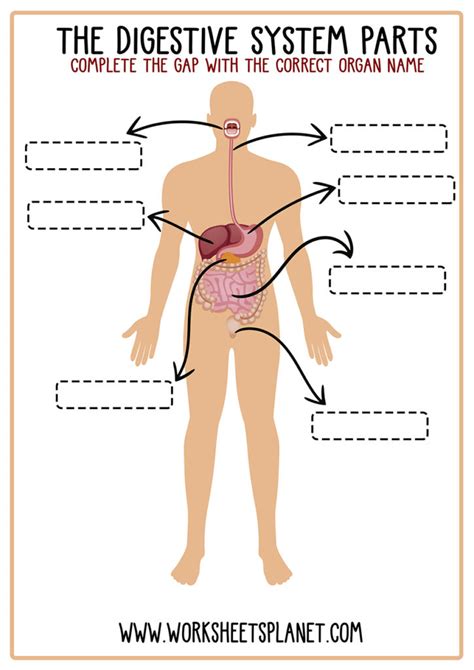 Human Digestive System Diagram Worksheet