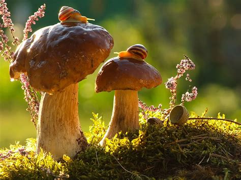 Ordinary Mushrooms In A Magical World By Vyacheslav Mishchenko | DeMilked