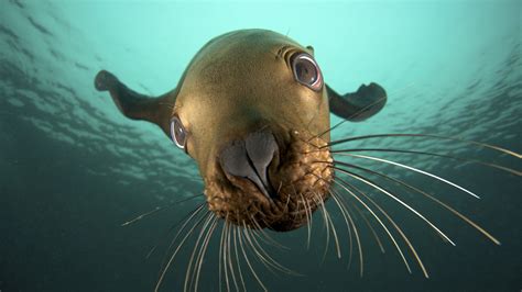 animals, Seals, Underwater, Sealife Wallpapers HD / Desktop and Mobile ...