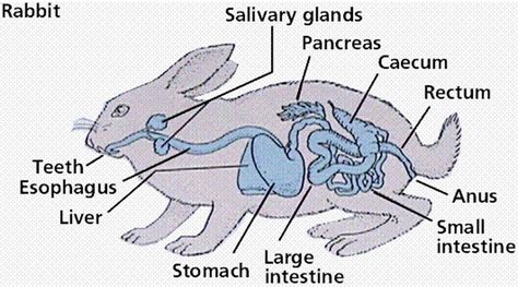 The Digestive System and Its Chordata Phylum - Digestive System