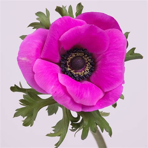 Anemone - The Chaupi Farm - Development & Research