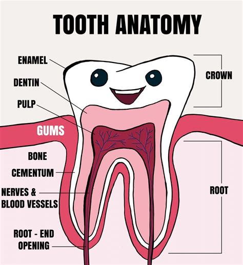 Tooth anatomy for kids - www.anatomynote.com | Teeth anatomy, Dental ...