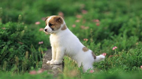 Cute Puppy wallpaper | 1920x1080 | #46025