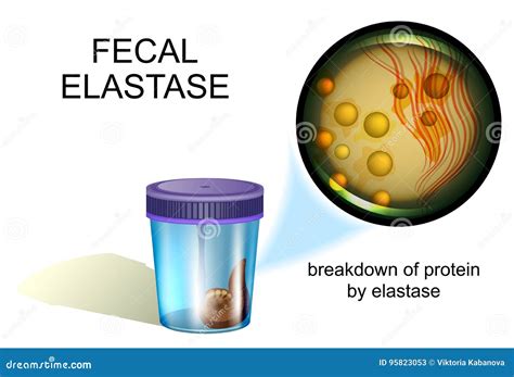 Elastase Cartoons, Illustrations & Vector Stock Images - 22 Pictures to ...