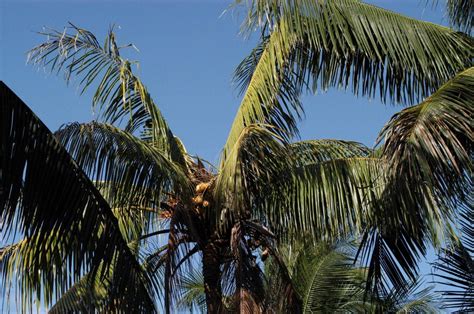 Pest of the Month January 2011 – Palm Bud Rot and Palm Stem Rot – Aloha Arborist Association