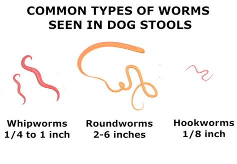 Can You See Round Worms In Dogs Poop