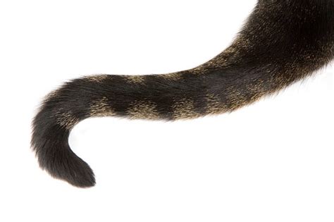 Cat Tail Pictures Stock Photos, Pictures & Royalty-Free Images - iStock