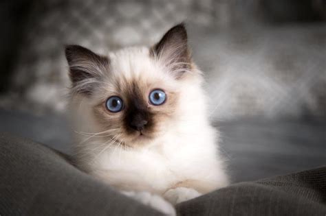 Best Cat Breeds For Kids - Pets Lovers