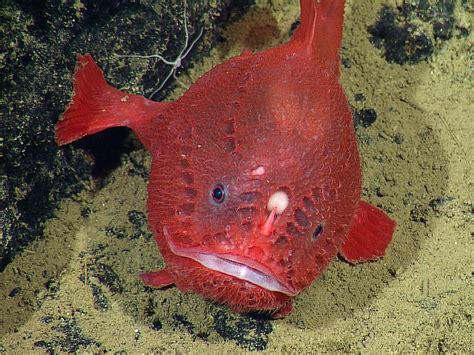 Rare Deep-Sea Anglerfish Spotted in Numbers for the First Time